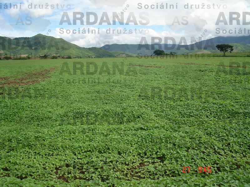 Salvia hispanica field