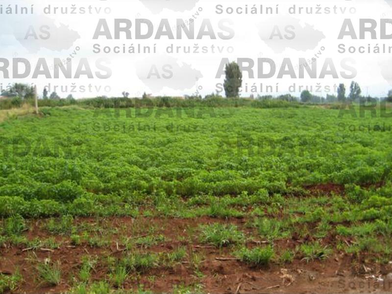 Salvia hispanica field