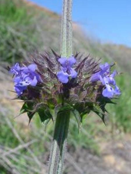 Chia - Salvia hispanica