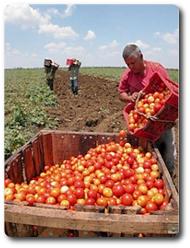 Tomatoes harvest